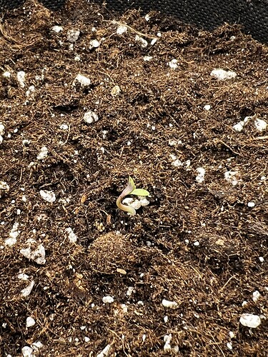 Growreport Bild 4