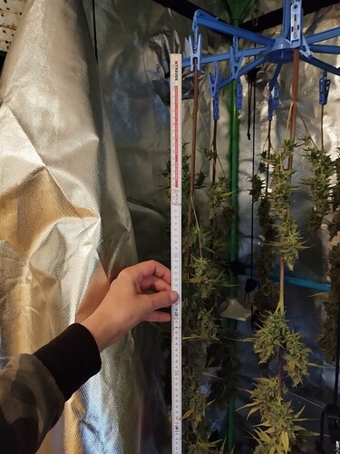 Eine Hand hält ein Maßband neben hängenden Cannabis-Pflanzen, die zur Trocknung aufgehängt sind.