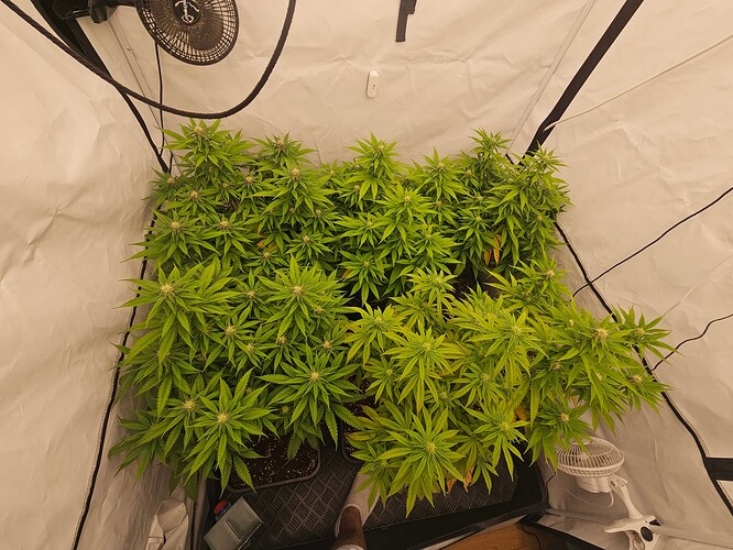Growreport Bild 4