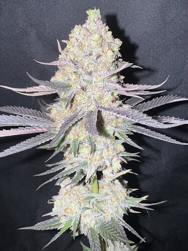 Growreport Bild 38