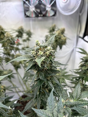 Growreport Bild 30