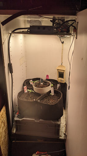 Vier junge Cannabis-Pflanzen in Stofftöpfen, die unter einer Grow-Lampe in einem Schrank wachsen.