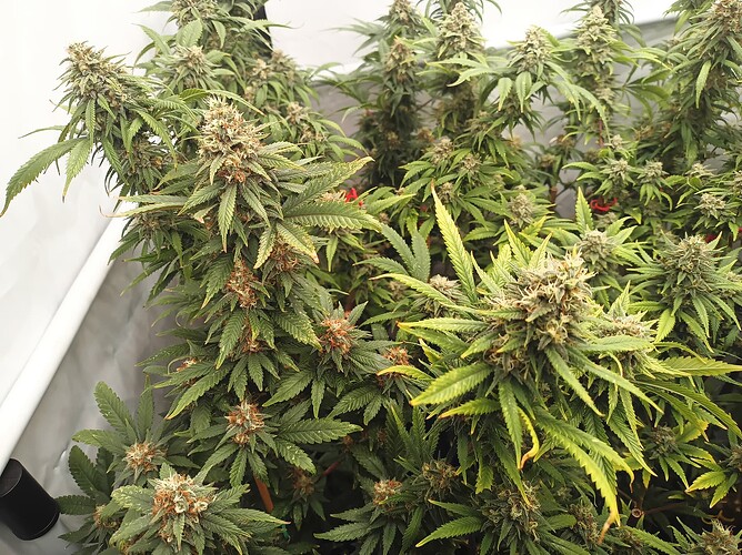 Growreport Bild 19