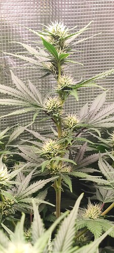 Growreport Bild 16