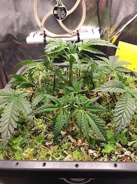 Growreport Bild 4