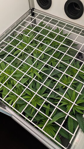 Growreport Bild 5