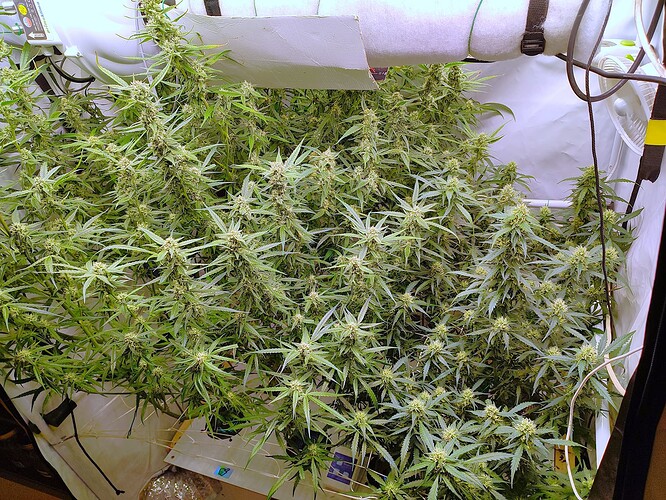 Growreport Bild 15