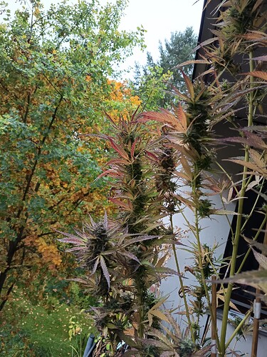Growreport Bild 4