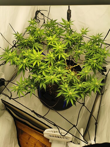 Growreport Bild 9