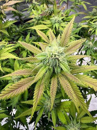 Growreport Bild 60