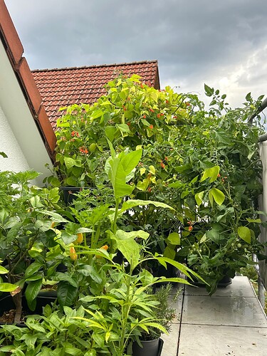 Growreport Bild 51
