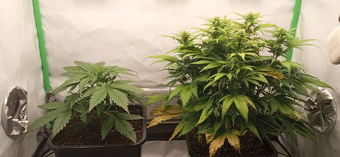 Growreport Bild 3