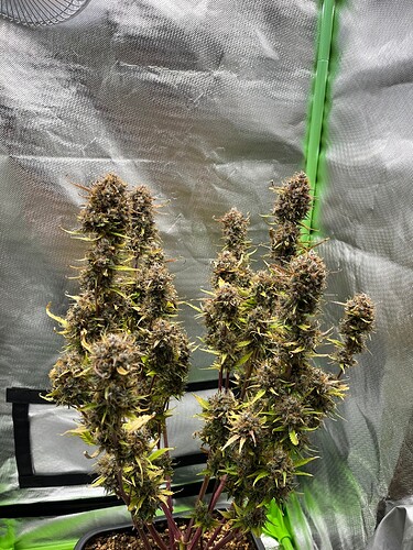 Growreport Bild 6