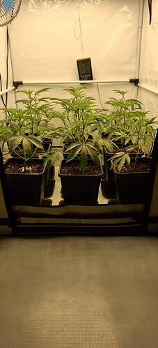 Growreport Bild 25