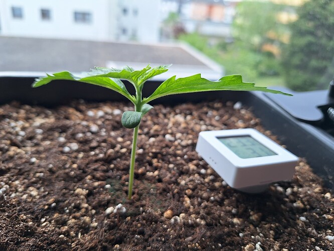 Growreport Bild 6