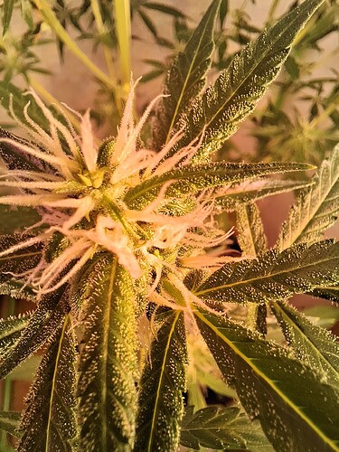 Growreport Bild 211