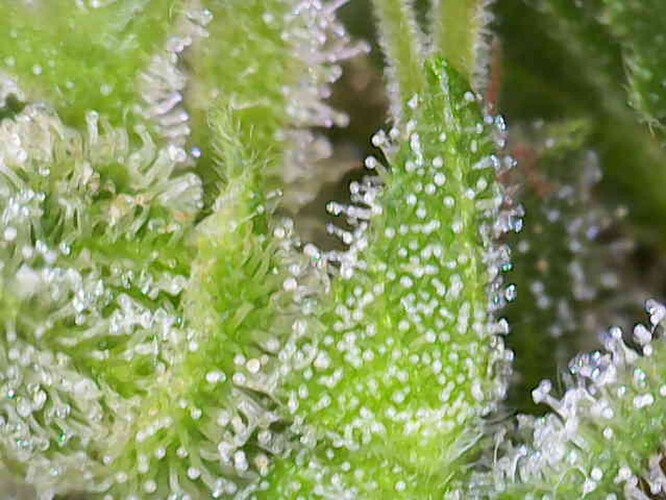 Growreport Bild 30