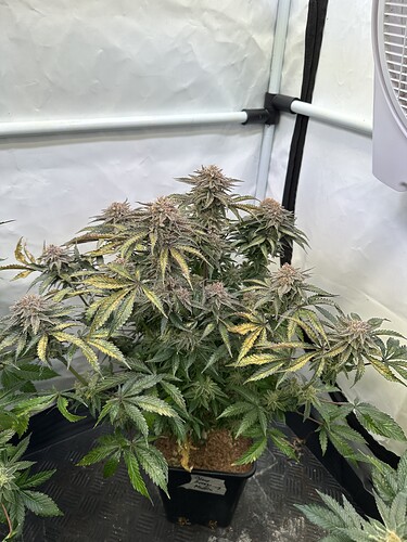 Growreport Bild 2