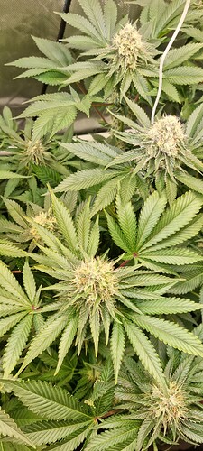 Growreport Bild 46