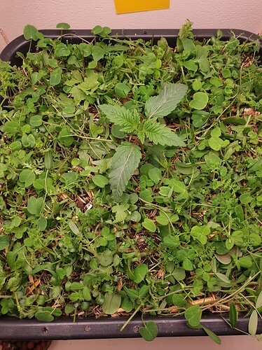 Ayahuasca Purple_1 18.11.2024