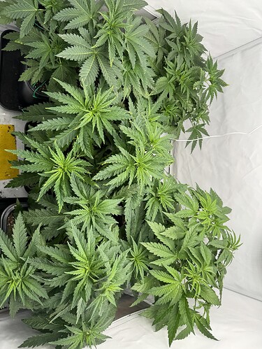 Growreport Bild 2