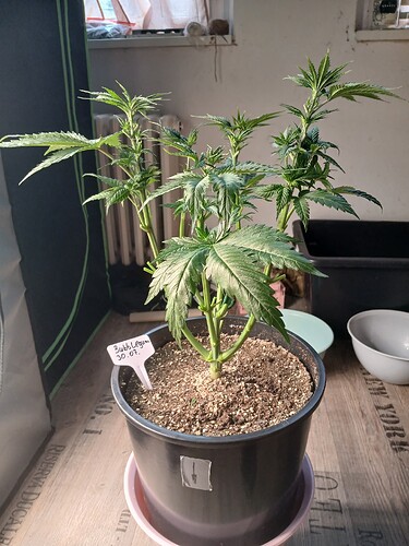 Growreport Bild 3