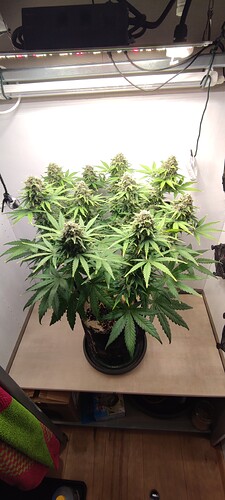 IMG_20250501_132025