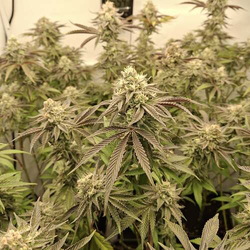 Growreport Bild 17