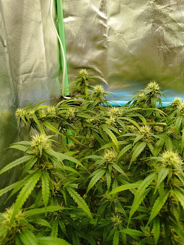 Growreport Bild 14