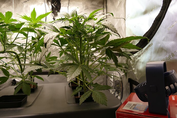 Growreport Bild 5