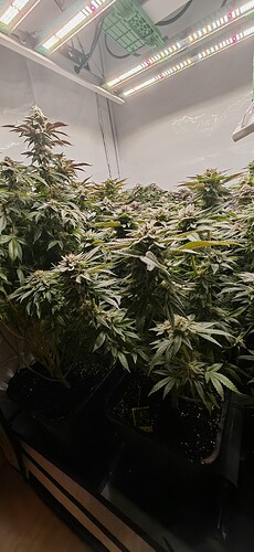 Growreport Bild 5