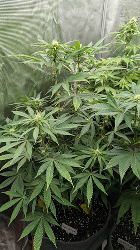 Growreport Bild 9