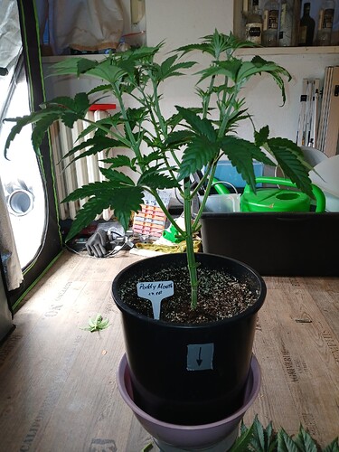 Growreport Bild 29