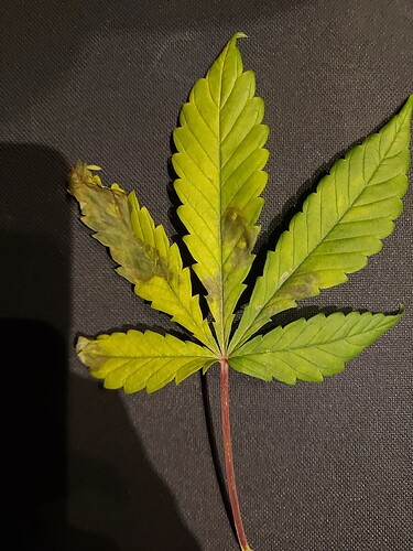Growreport Bild 5
