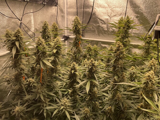Growreport Bild 2