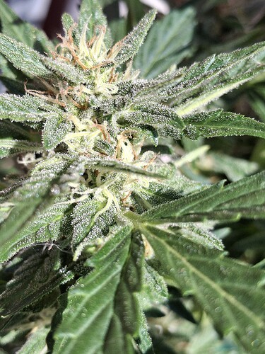 Growreport Bild 122