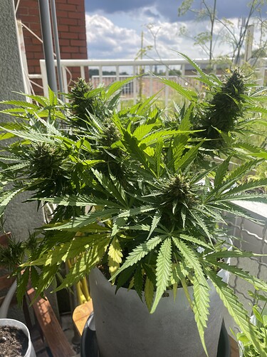 Growreport Bild 4