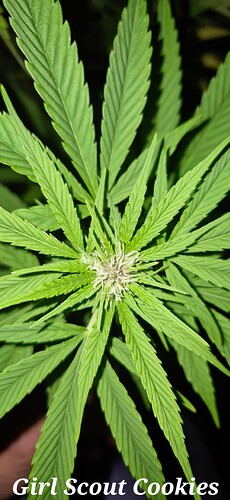 Growreport Bild 4