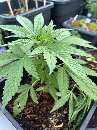 Growreport Bild 9