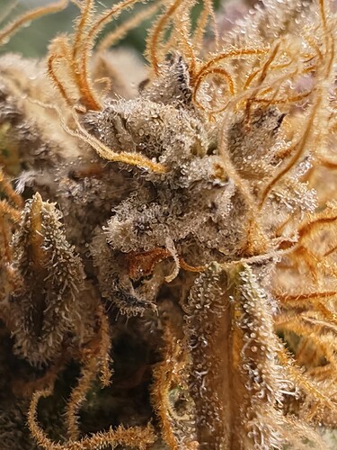 Growreport Bild 7