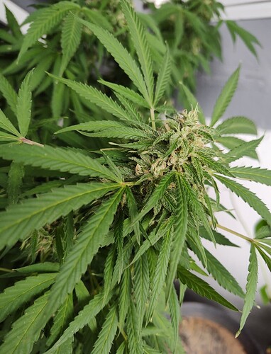 Screenshot_20251021-195311.Files by Google