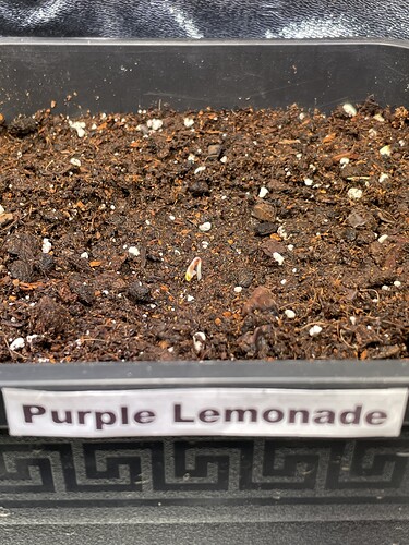 Growreport Bild 15