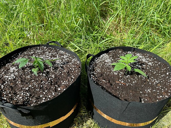 Growreport Bild 1