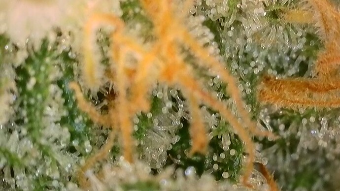 Growreport Bild 19