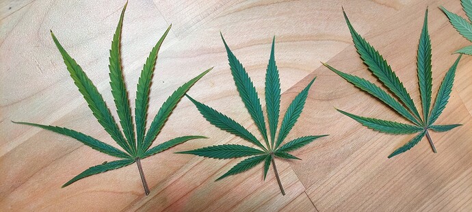 Growreport Bild 6