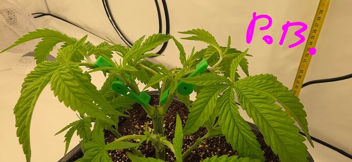 Growreport Bild 18