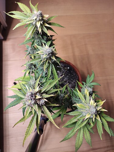 Growreport Bild 34