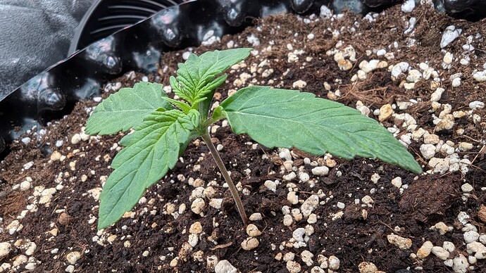 PXL_20240705_222849569.MP