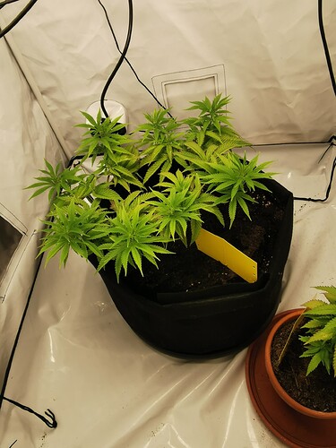 Growreport Bild 12