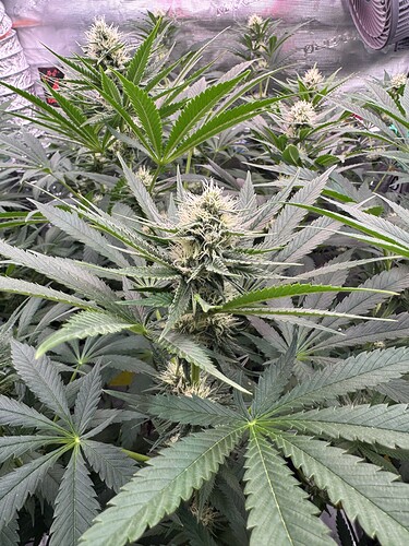 Growreport Bild 6